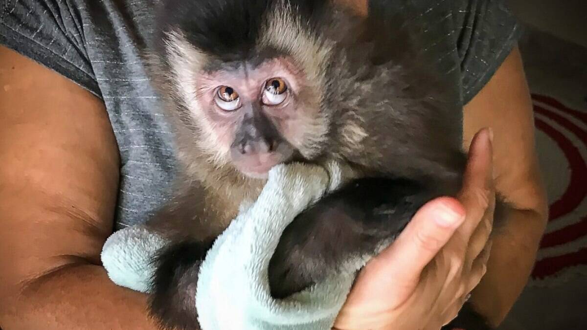 Guarda Municipal resgata macaco-prego abandonado em porta de