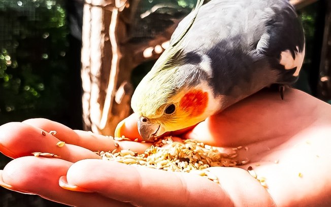 Papagaio e calopsita podem comer semente de girassol? Acabe com essa dúvida