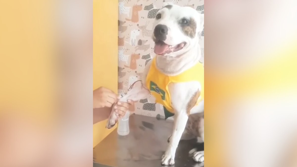 Pitbull encanta ao manter calma durante coleta de sangue Pitbull encanta ao manter calma durante coleta de sangue