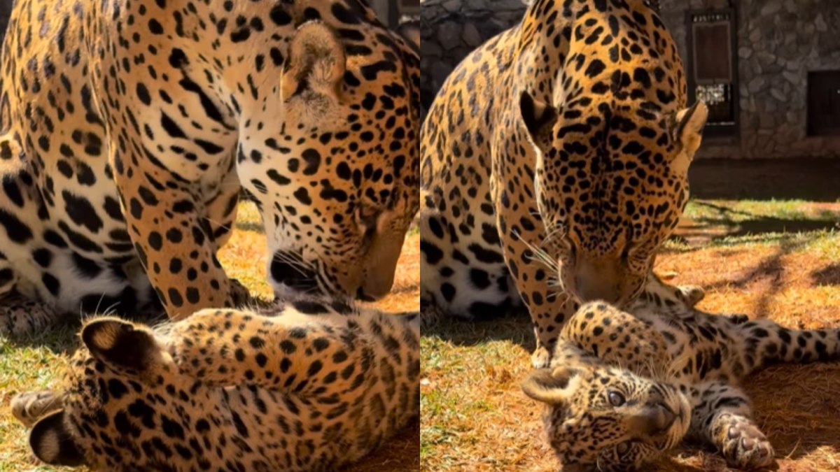 Onça-pintada e filhote Onça-pintada e filhote