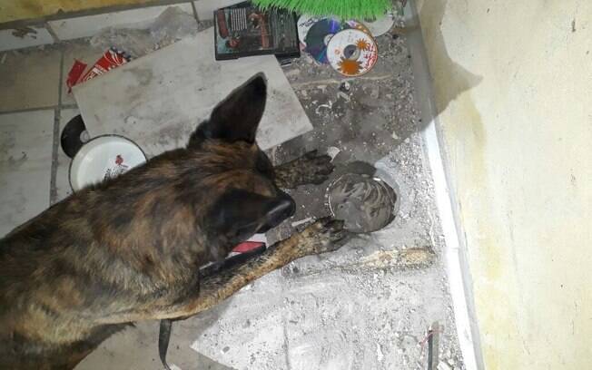 Cães da Polícia Militar acharam drogas escondidas em  piso falso