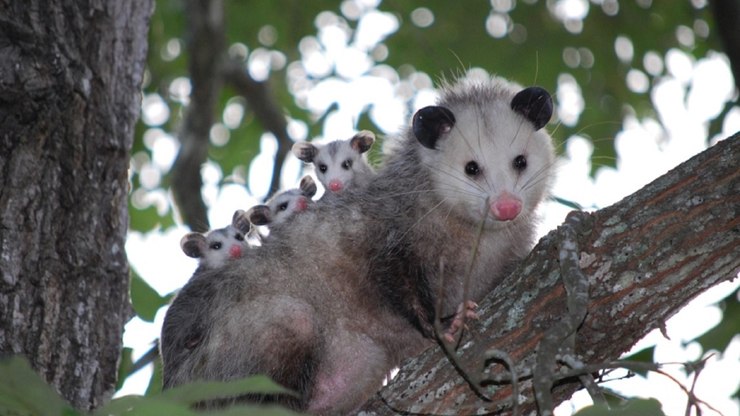 Temporada de reprodução dos saruês aumenta avistamentos na cidade