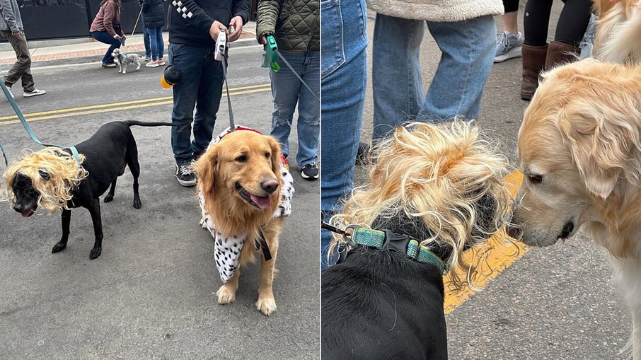 Pitbull se disfarça em evento de Golden Retrievers Pitbull se disfarça em evento de Golden Retrievers