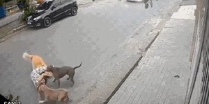 Grávida cai ao proteger cachorro de ataque em Santos