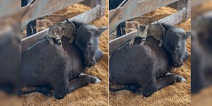 Amizade entre gato e vaca encanta a web: "Excesso de fofura"