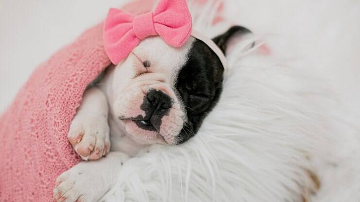 Tutores registram momentos especiais dos pets em ensaios fotográficos newborn