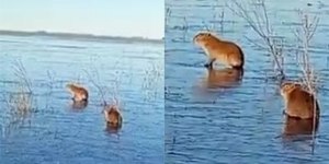 Capivaras deslizam em lago congelado durante frio extremo
