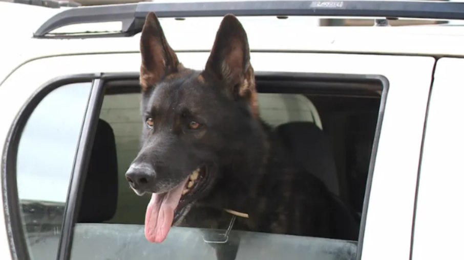 Cão Messi se aposentou Cão Messi se aposentou