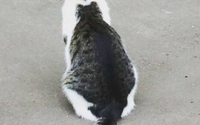Gatinho tem chamado atenção na internet por conter um gato desenhado nas suas costas