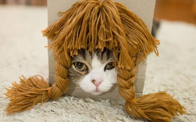 Esse gato com várias perucas é hilário