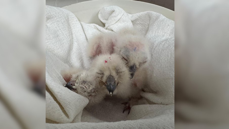 Uma das maiores corujas do mundo nasce no Zoológico de São Paulo