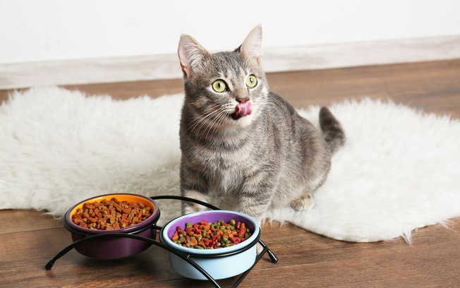 3 dicas para melhorar a alimentação do seu gato