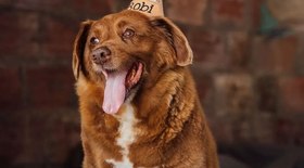 Bobi perde título de cão mais velho do mundo pelo Guinness