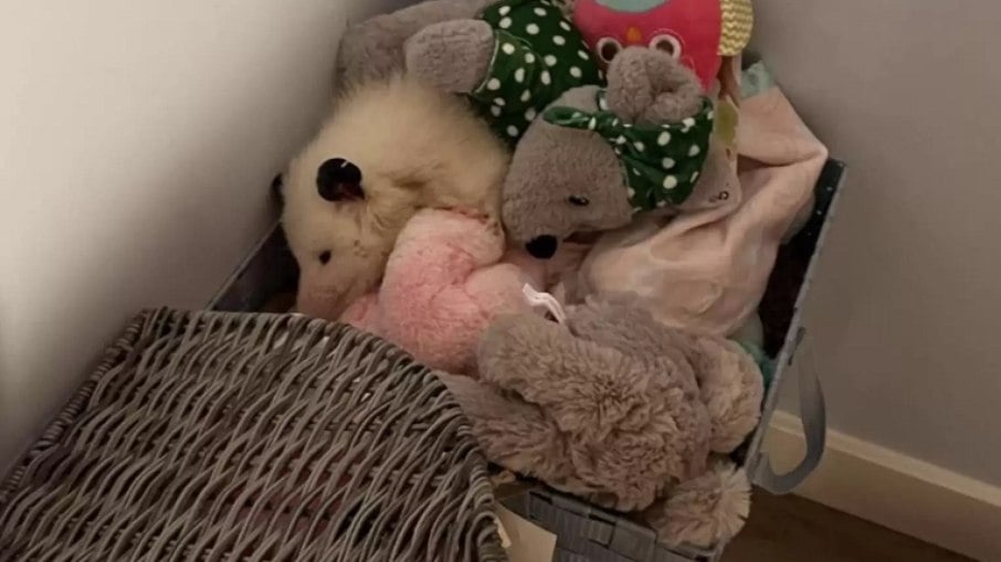 Yeti dormindo com seus bichinhos de pelúcia