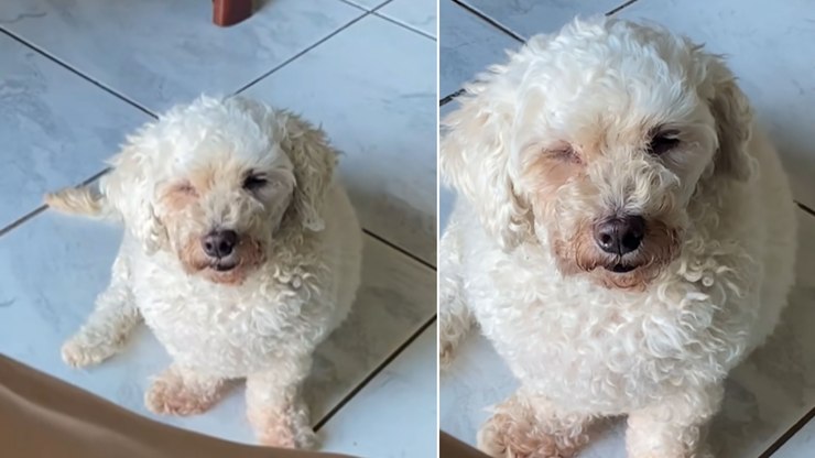 Poodle%20aparece%20imitando%20tutora%20com%20conjuntivite