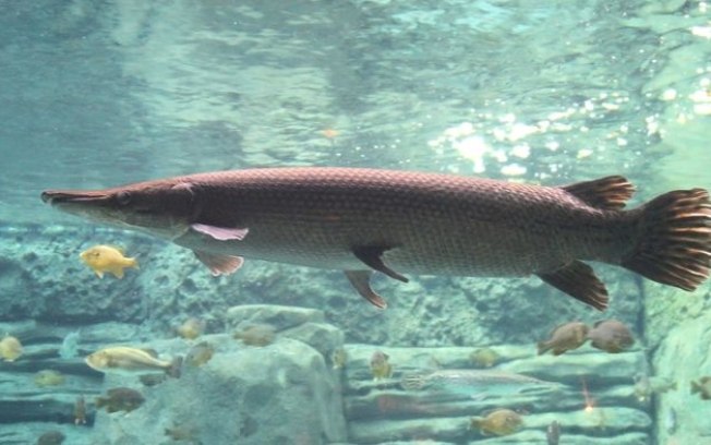 Peixe híbrido nasce de pais conhecidos como fósseis vivos