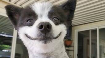 Cachorro com sorriso eterno estampado no rosto derrete a web