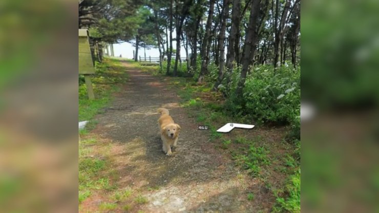 Cachorro segue carro do Street View e surge em mais de mil fotos
