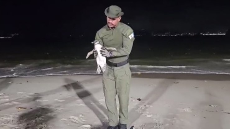 Pinguim-de-Magalhães é resgatado em praia de Niterói