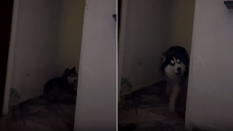 Husky faz “drama” após tutor sair e deixá-lo em casa