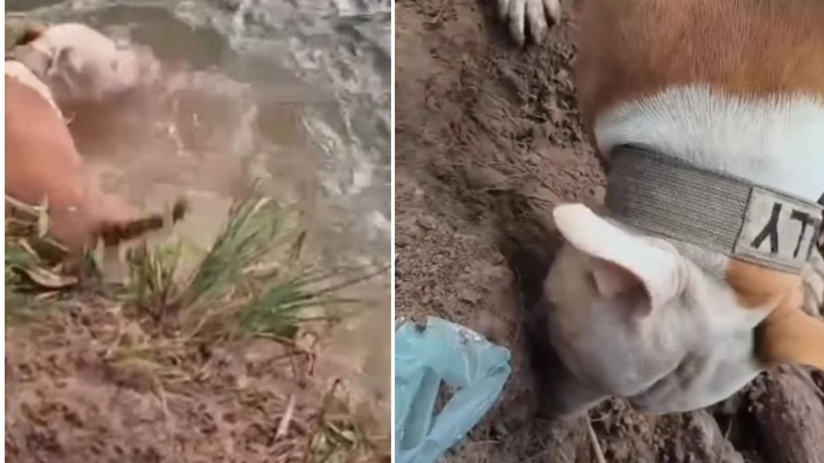 Cachorro vai pescar com tutor e acaba dentro do rio Cachorro vai pescar com tutor e acaba dentro do rio