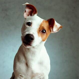 Jack Russell Terrier - undefined
