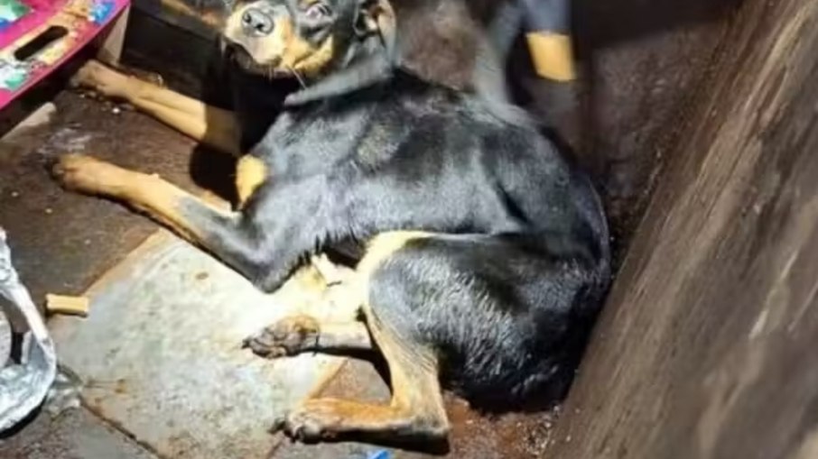 Rottweiler é resgatado após ser jogado em contêiner de lixo