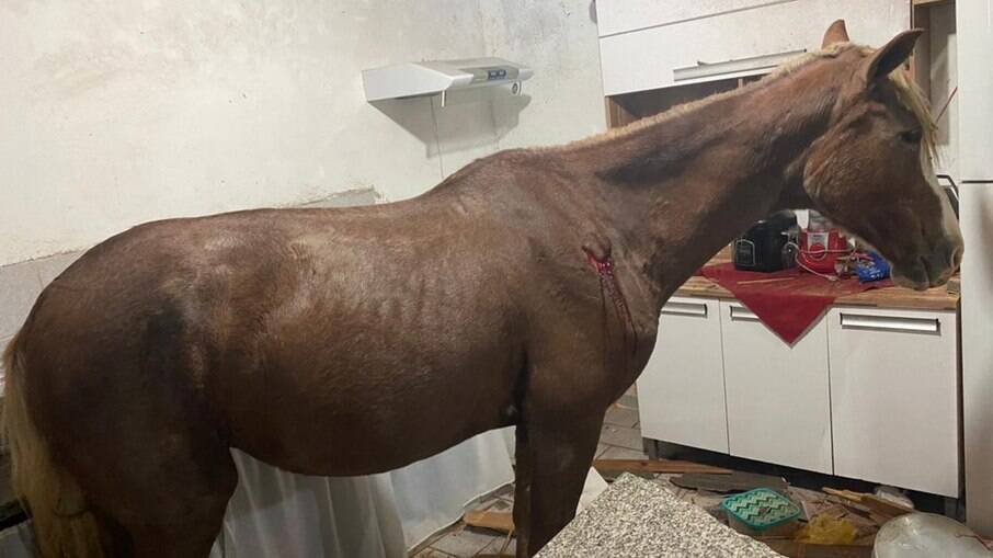 Cavalo caiu dentro de cozinha de família de Presidente Prudente (SP)