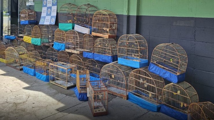 Mais%20de%2030%20aves%20silvestres%20s%C3%A3o%20resgatadas%20de%20cativeiro%20em%20SP