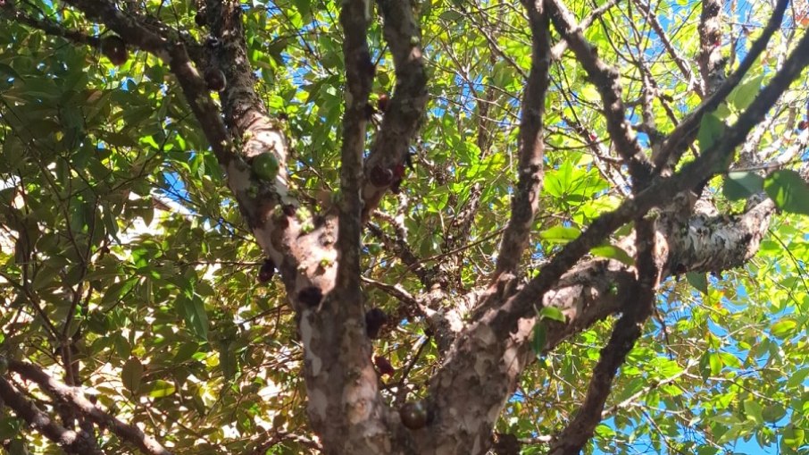 Jabuticaba é uma das espécies que fará parte do projeto Jabuticaba é uma das espécies que fará parte do projeto