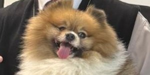 Spitz Alemão furtado no litoral de SP é recuperado em SC