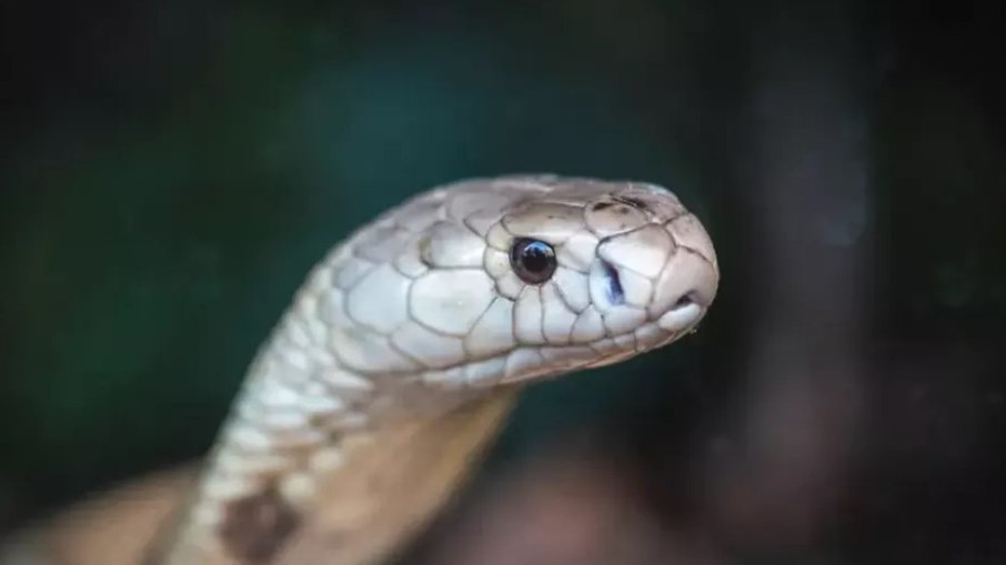 Cobra estrangula homem e é morta a tiros por policiais