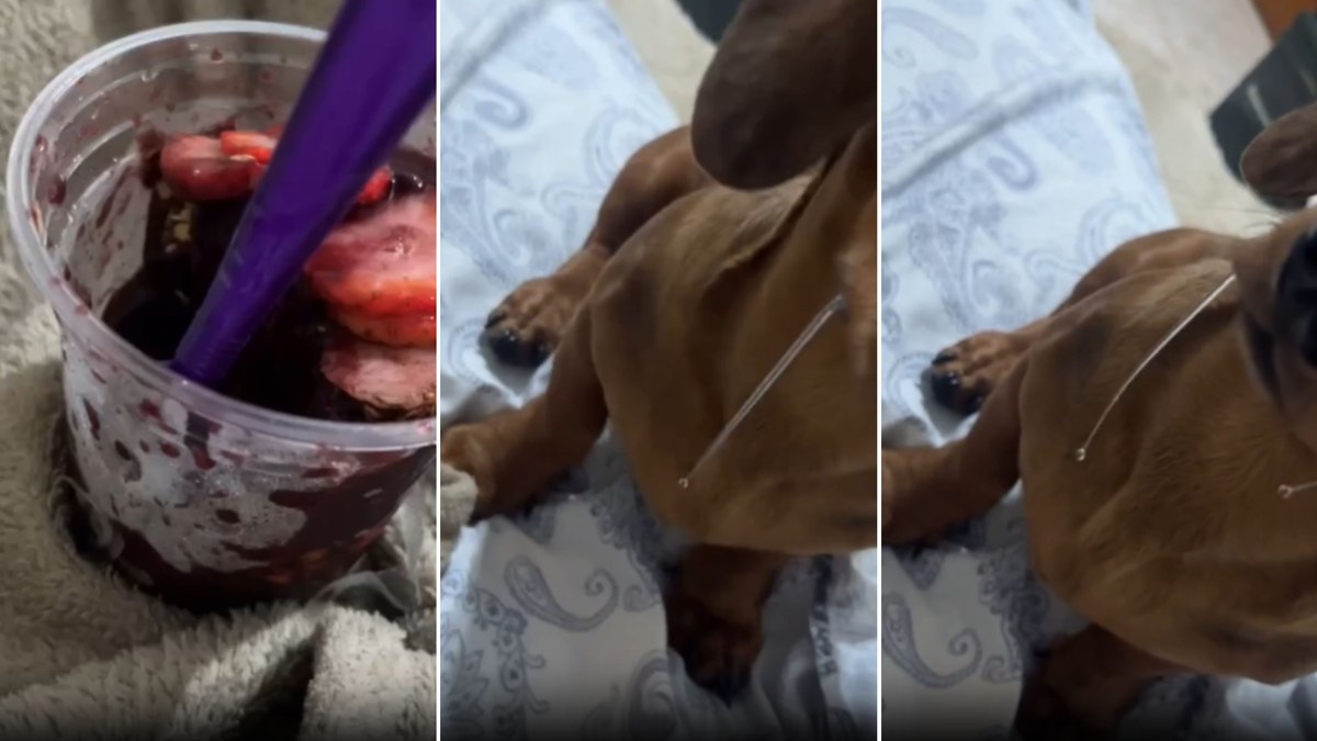 Salsicha ‘baba litros’ ao ver tutora tomando açaí