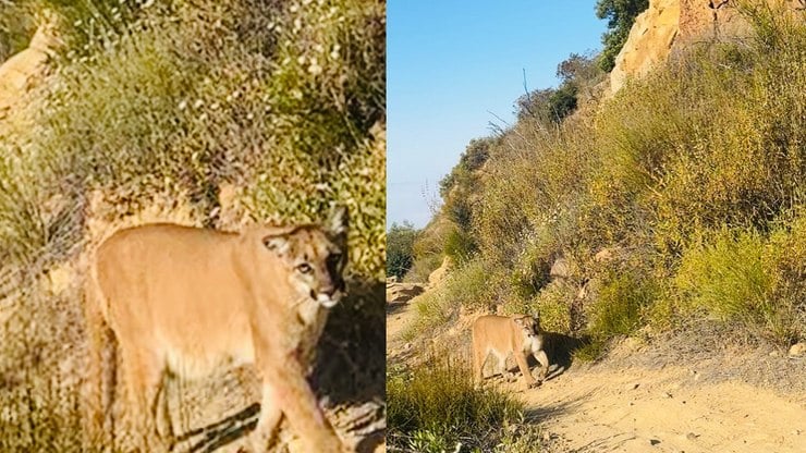 Alpinista fica frente a frente com puma e tem ação chocante; veja