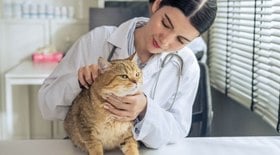 5 dicas para garantir a saúde do seu animal de estimação