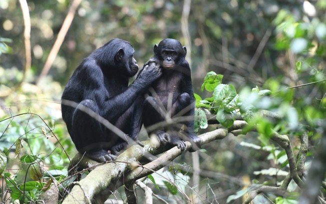 (Arquivo) Dois bonobos na República Democrática do Congo em maio de 2019