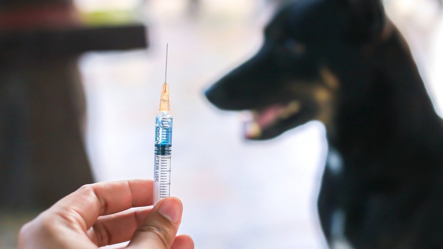 Vacinação é a única forma de prevenir a raiva em cães e gatos