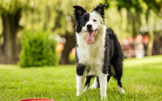 8 raças de cachorro com muita energia