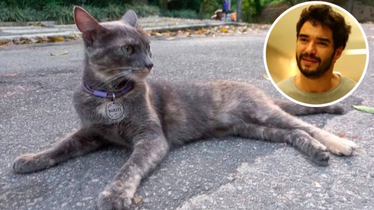 Buriti, a gata de estimação de Caio Blat, está perdida no Rio de Janeiro