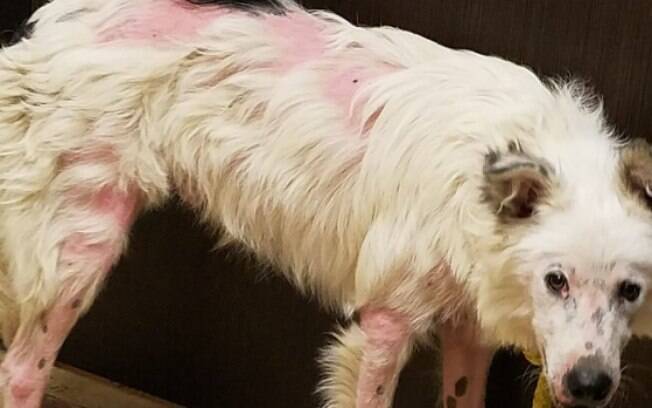 O cachorrinho sofria com uma grave doença de pele