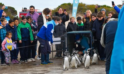Pinguins desnutridos retornam ao mar após resgate; assista