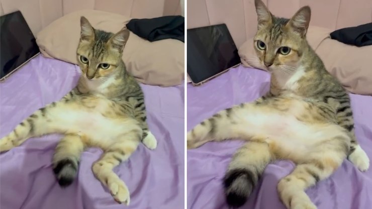 Gata%20escolhe%20jeito%20inusitado%20para%20sentar%20na%20cama