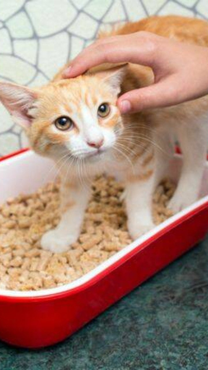 Classe A Saúde e Higiene  Aprenda a fazer areia de gato caseira