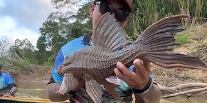 Peixe Bodó gigante é capturado no Rio Acre