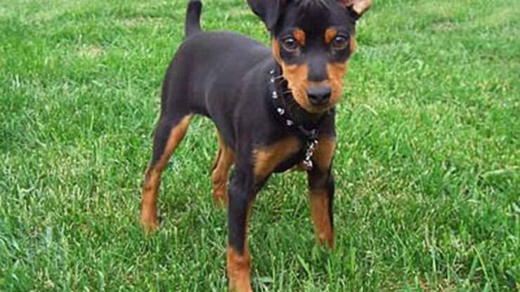 Seu pet pode ser protegido de parasitas com alguns cosméticos naturais