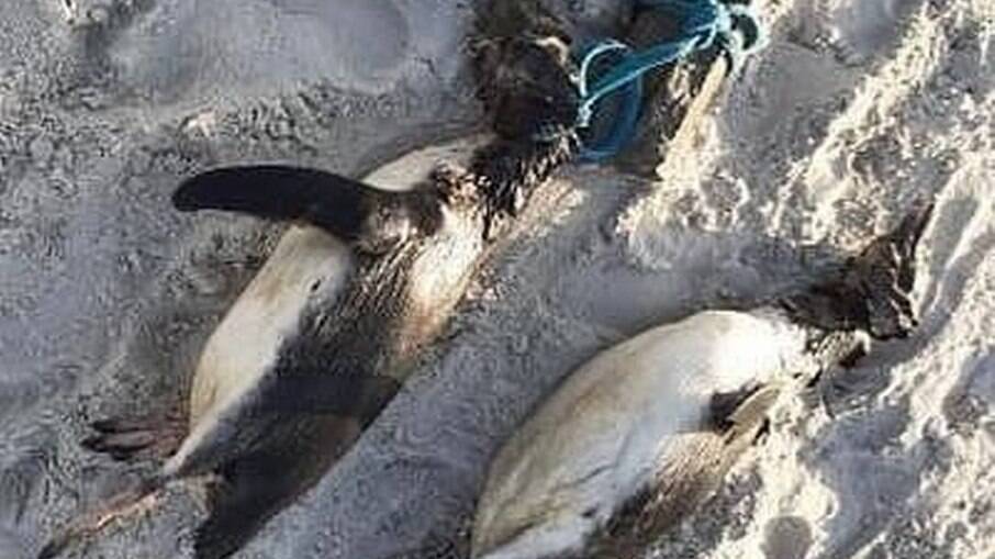 Pinguins encontrados mortos em praia em Florianópolis