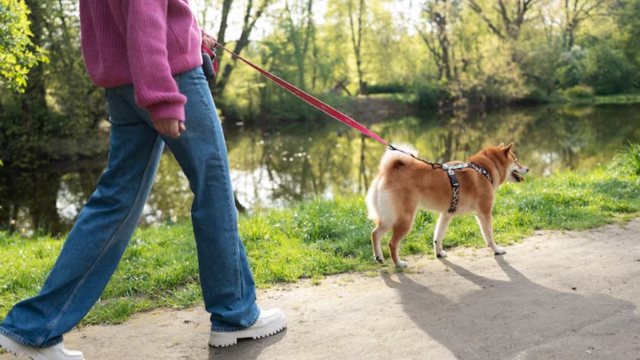 Tutora leva cachorro para passear Tutora leva cachorro para passear