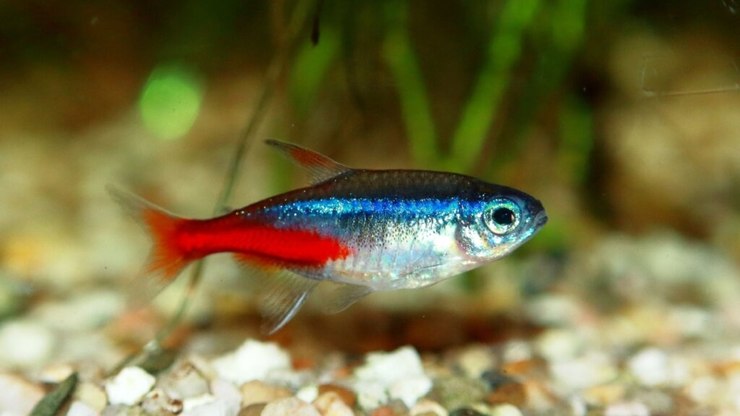 8 espécies de peixe para aquário pequeno