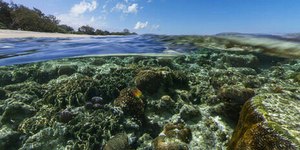 Pesquisadores tentam salvar corais dos efeitos do Super El Niño