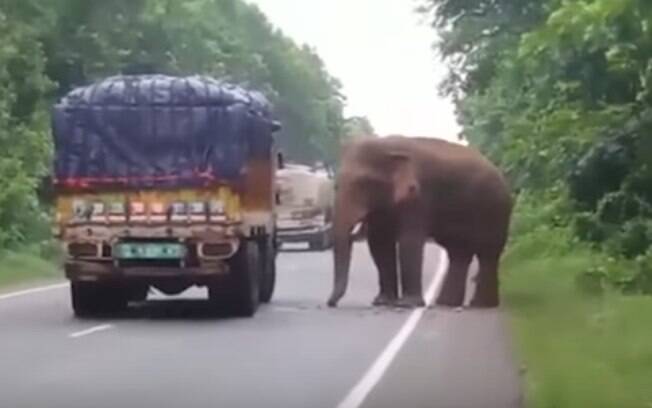 O elefante parou um caminhão que passava pela estrada